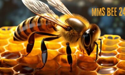 Everything You Need to Know About MMS 24 BEE