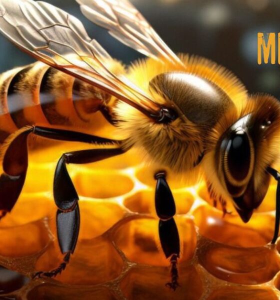 Everything You Need to Know About MMS 24 BEE